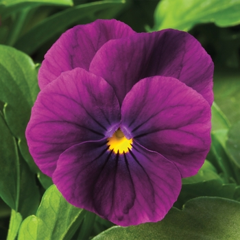 Viola cornuta Penny™ 'Violet'