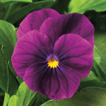 Viola cornuta 'Violet' 