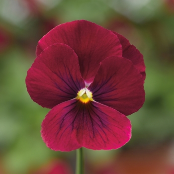 Viola cornuta 'Rose Blotch' 
