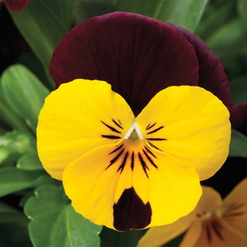 Viola cornuta 'Red Wing' 