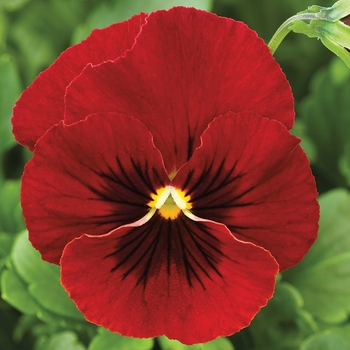 Viola cornuta 'Red Blotch' 