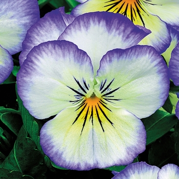 Viola cornuta 'Purple Picotee' 