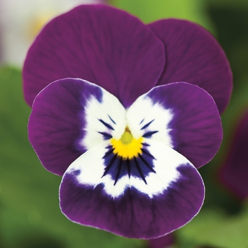 Viola cornuta 'Purple Marina' 