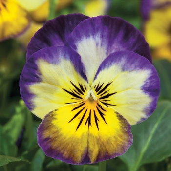 Viola cornuta 'Primrose Picotee' 