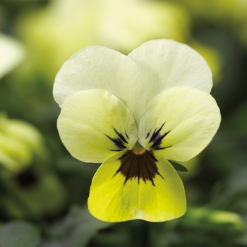 Viola cornuta 'Primrose Blotch' 