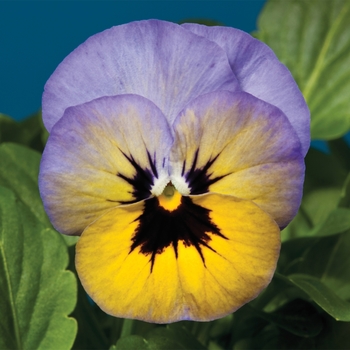 Viola cornuta 'Marlies' 