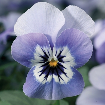 Viola cornuta Penny™ 'Marina'