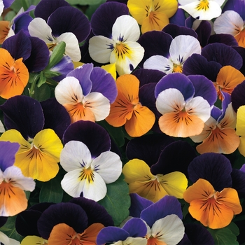 Viola cornuta Penny™ 'Lane Mix'