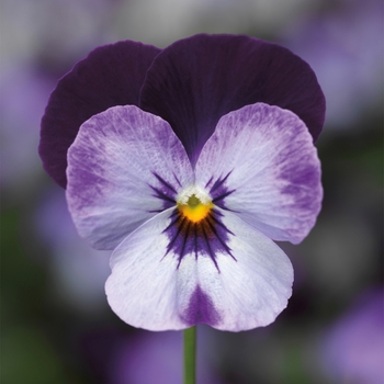 Viola cornuta 'Denim Jump-up' 