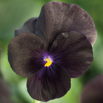 Viola cornuta 'Black' 