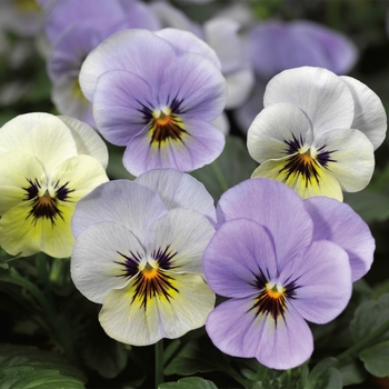 Viola cornuta 'Azure Dawn' 