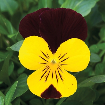 Viola cornuta 'Yellow w/Red Wing' 