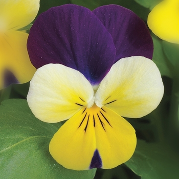 Viola cornuta Endurio® 'Yellow w/Purple Wing'