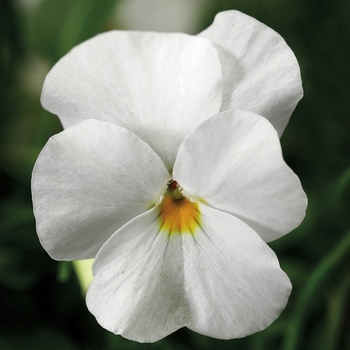 Viola cornuta 'White' 