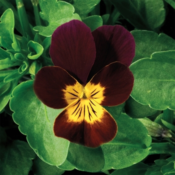 Viola cornuta 'Red w/Yellow Face' 