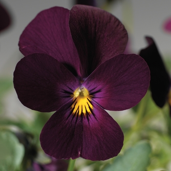 Viola cornuta 'Pure Violet' 