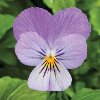 Viola cornuta 'Lavender' 