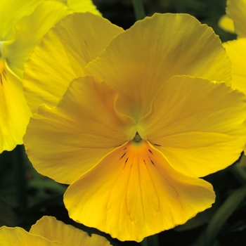 Viola x wittrockiana 'Yellow' 