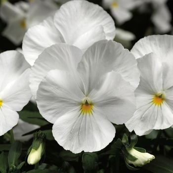 Viola x wittrockiana 'White' 