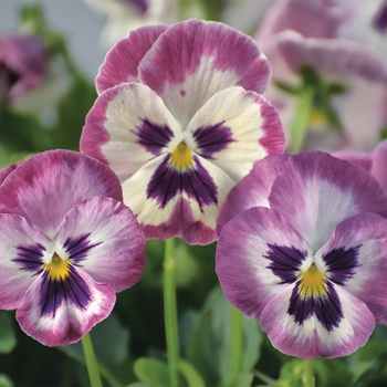 Viola x wittrockiana 'Rose Shades w/Face' 