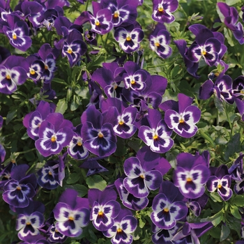 Viola x wittrockiana 'Purple w/Face' 