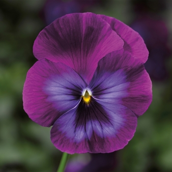Viola x wittrockiana 'Purple and Blue Shades' 