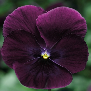 Viola x wittrockiana 'Purple' 