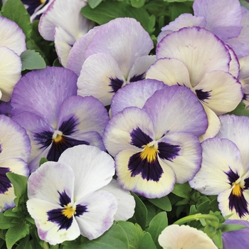 Viola x wittrockiana 'Lavender Picotee Shades' 