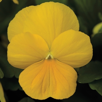 Viola cornuta 'Clear Yellow' 