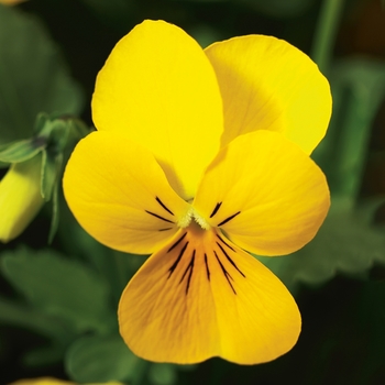 Viola cornuta 'Yellow' 