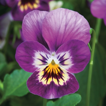 Viola cornuta 'Pink Shades' 