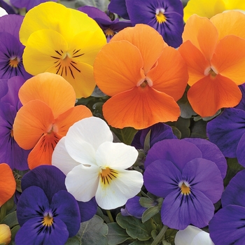 Viola cornuta 'All Seasons Mix' 