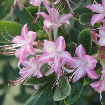 Rhododendron 'Weston's Ribbon Candy' 