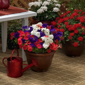 Combination Planter 'Welcome Home™ Mix' 