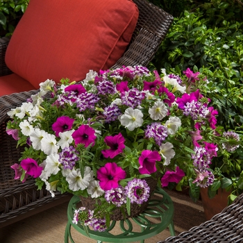 Combination Planter Seedsations™ 'Twist of Purple™ Mix'