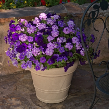 Combination Planter Seedsations™ 'True Blue™ Mix'