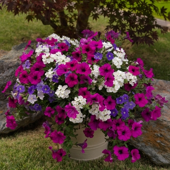 Combination Planter 'Shoreline™ Mix' 