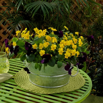 Combination Planter 'Royal Throne™ Mix' 