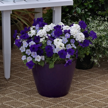 Combination Planter Seedsations™ 'Porch Swing™ Mix'