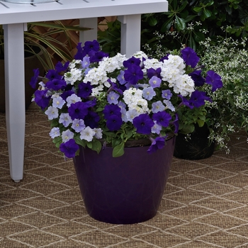 Combination Planter 'Porch Swing™ Mix' 