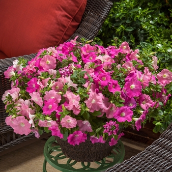 Combination Planter 'Pink Obsession™ Mix' 