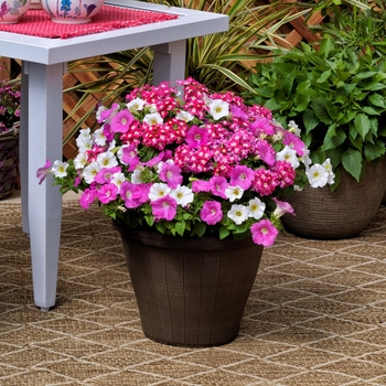 Combination Planter 'Mom's Delight™ Mix' 