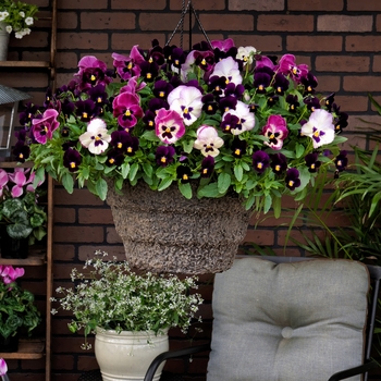 Combination Planter 'Merry Berry™ Mix' 