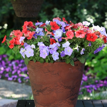 Combination Planter 'Freedom Rings™ Mix' 