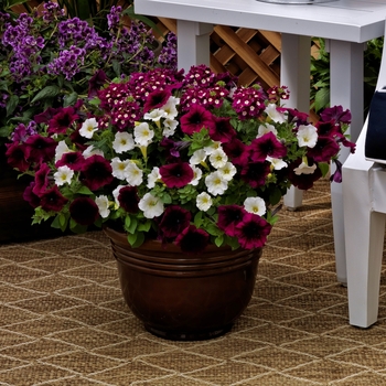 Combination Planter 'Eclipse™ Mix' 