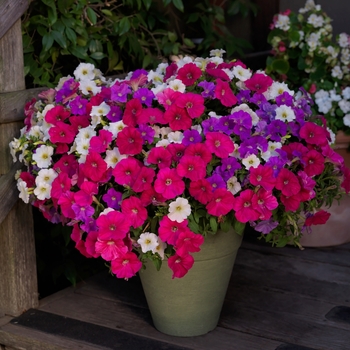 Combination Planter Seedsations™ 'Cupcake™ Mix'