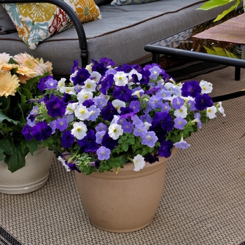 Combination Planter 'Blue Bird™ Mix' 