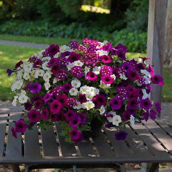 Combination Planter 'Blackberry Cobbler™ Mix' 