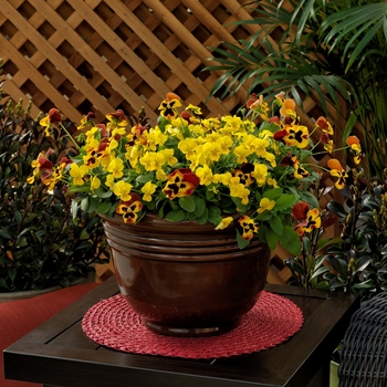 Combination Planter Seedsations™ 'Autumn's Calling™ Mix'