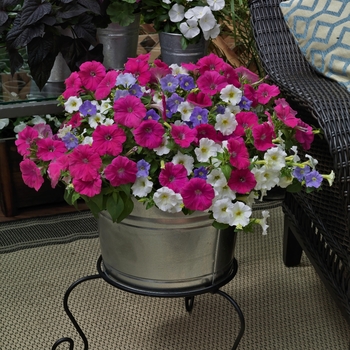 Combination Planter 'April Showers™ Mix' 